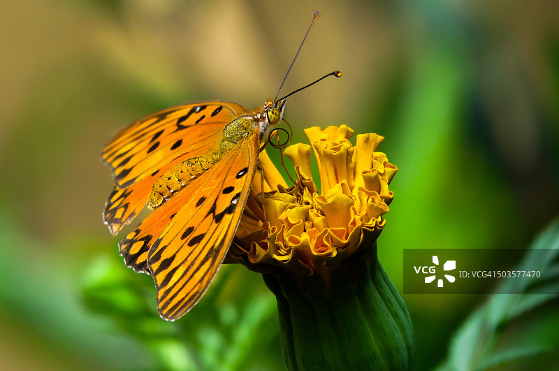 花朵与蝴蝶图片素材