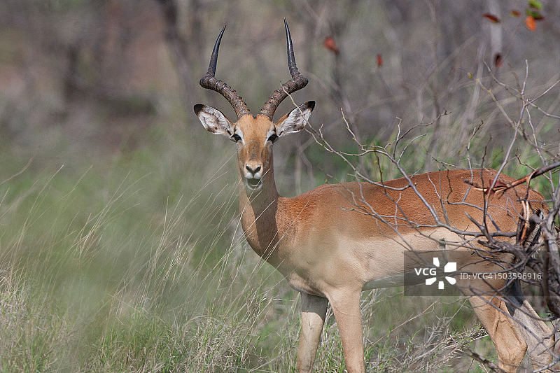 荒野中的黑斑羚图片素材