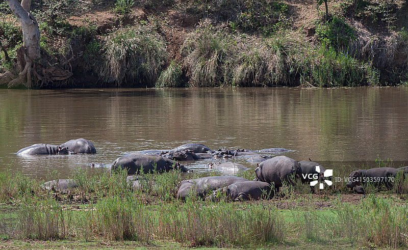 河马图片素材