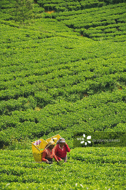 斯里兰卡茶园里的女工图片素材