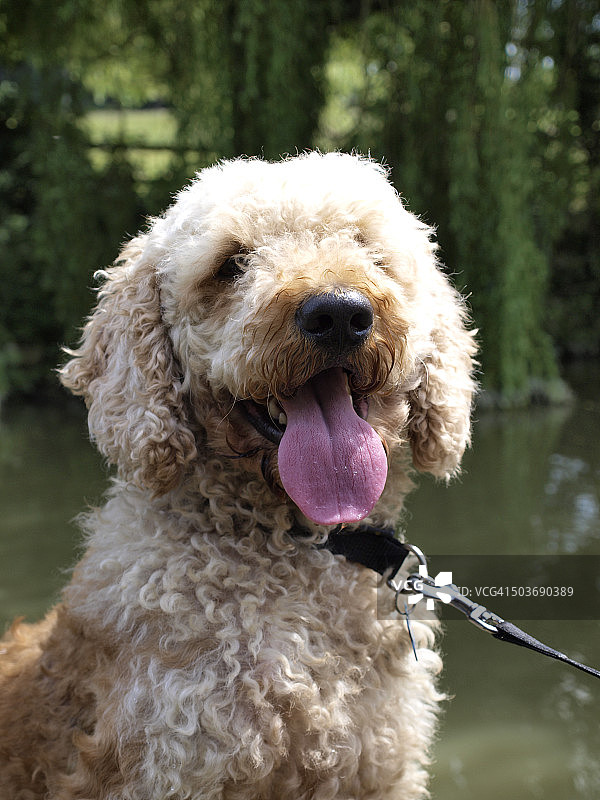 拉布拉多贵宾犬图片素材