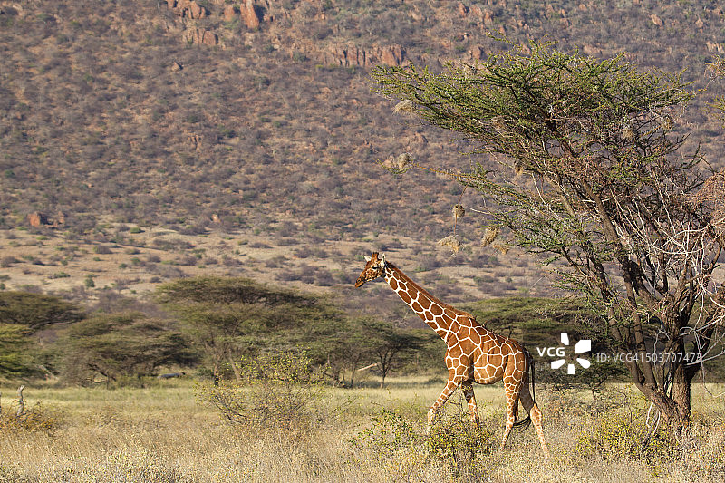 沙巴景观与长颈鹿图片素材