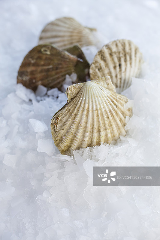 鱼贩手中的带壳苏格兰扇贝图片素材