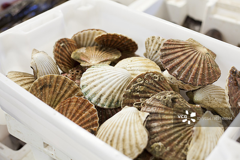 鱼贩手中的带壳苏格兰扇贝图片素材