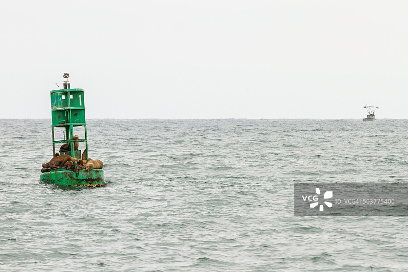 太平洋上带有海狮的漂浮浮标图片素材
