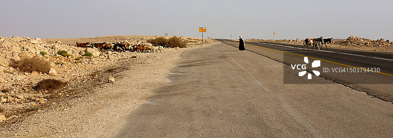 贝都因人带着他的畜群穿过内盖夫沙漠图片素材
