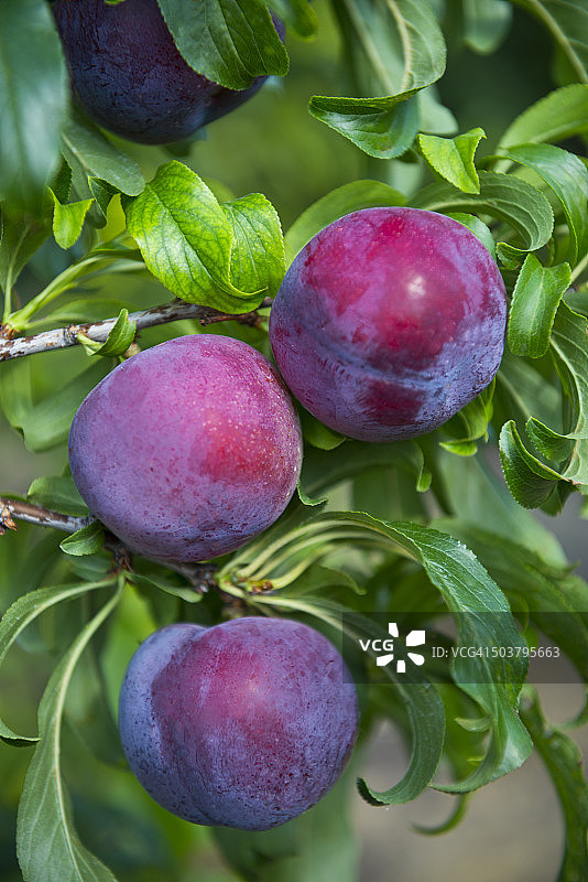 紫色李子图片素材