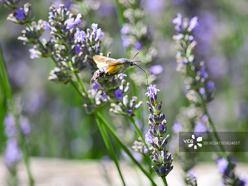 蜂鸟鹰蛾采食薰衣草图片素材