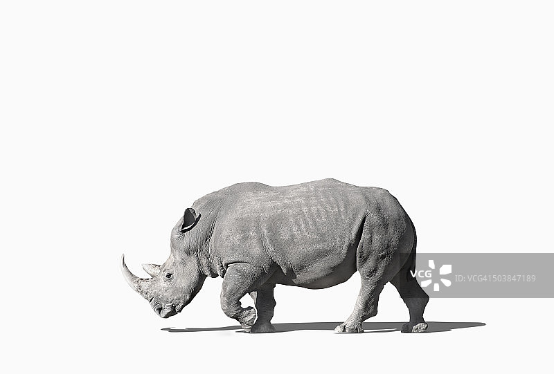 在工作室行走的犀牛图片素材
