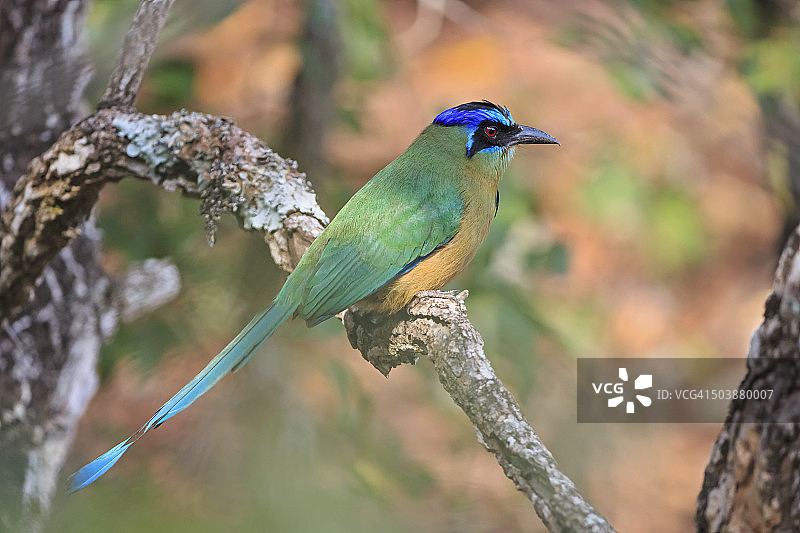 南美洲巴西马托格罗索州潘特纳尔湿地蓝顶Motmot鸟图片素材