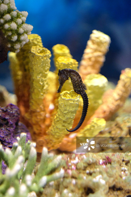 水族馆里的海马图片素材