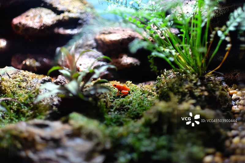 金色箭毒蛙图片素材