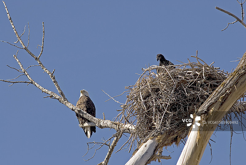 守护鸟巢图片素材