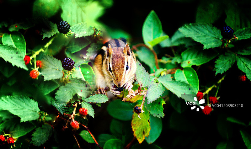 伊丽莎白·A·莫顿野生动物保护区里啃食浆果的花栗鼠图片素材