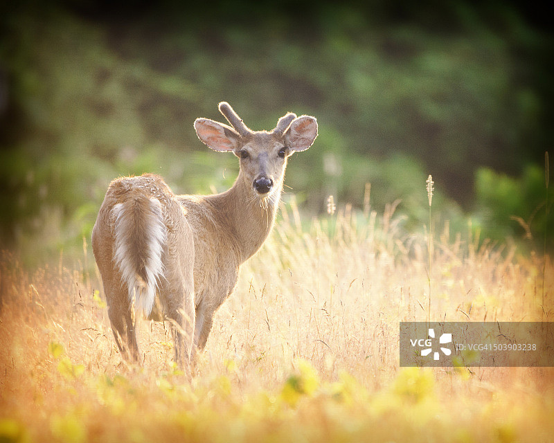 伊丽莎白莫顿野生动物保护区金色日出光芒中的雄鹿图片素材