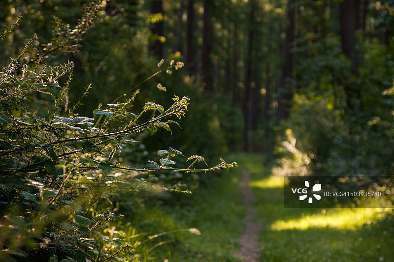 午后阳光洒在树林里图片素材