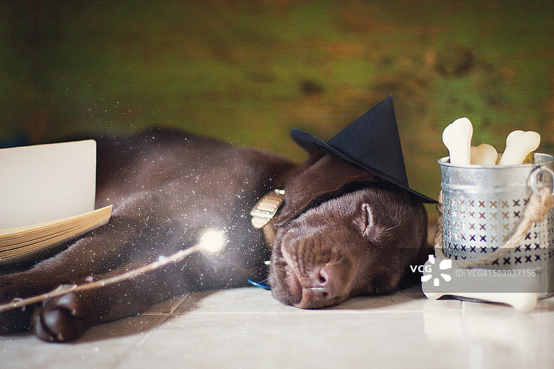 万圣节巧克力拉布拉多犬图片素材