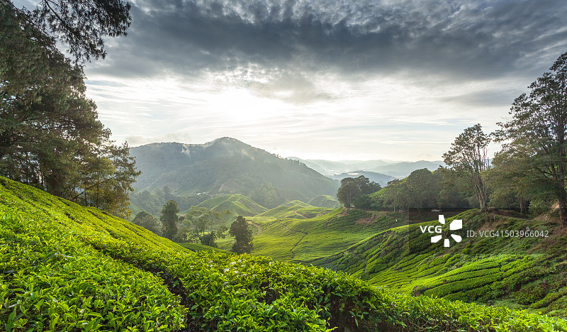 金马仑高地茶园图片素材