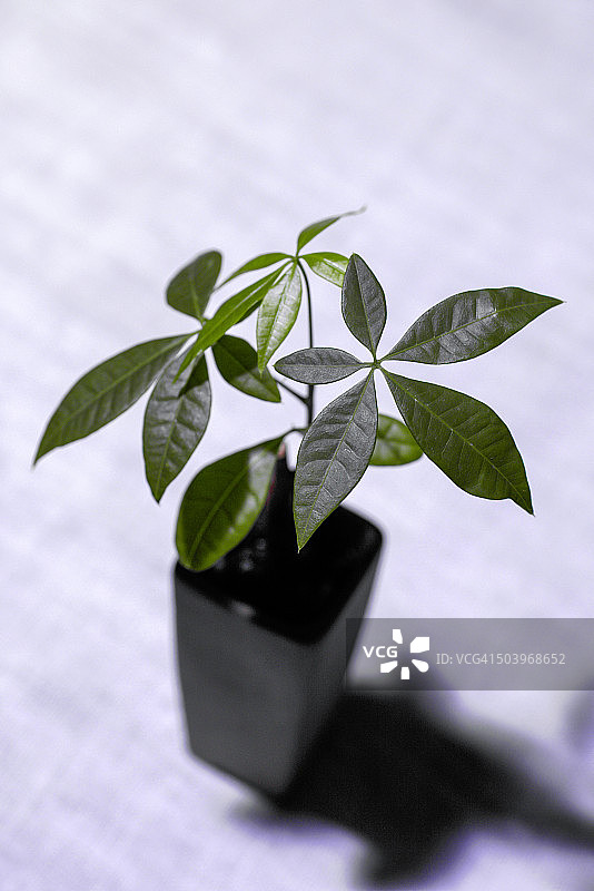 发财树图片素材