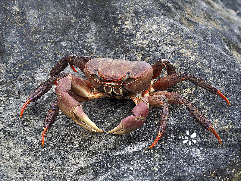 印度洋塞舌尔群岛花岗岩巨石上的椰子蟹图片素材