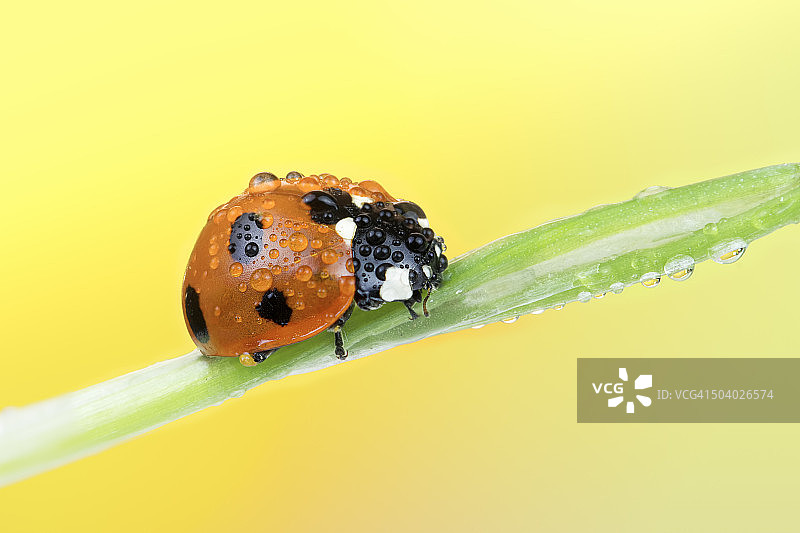 湿漉漉的瓢虫特写图片素材