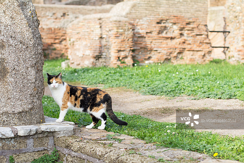 一只猫图片素材