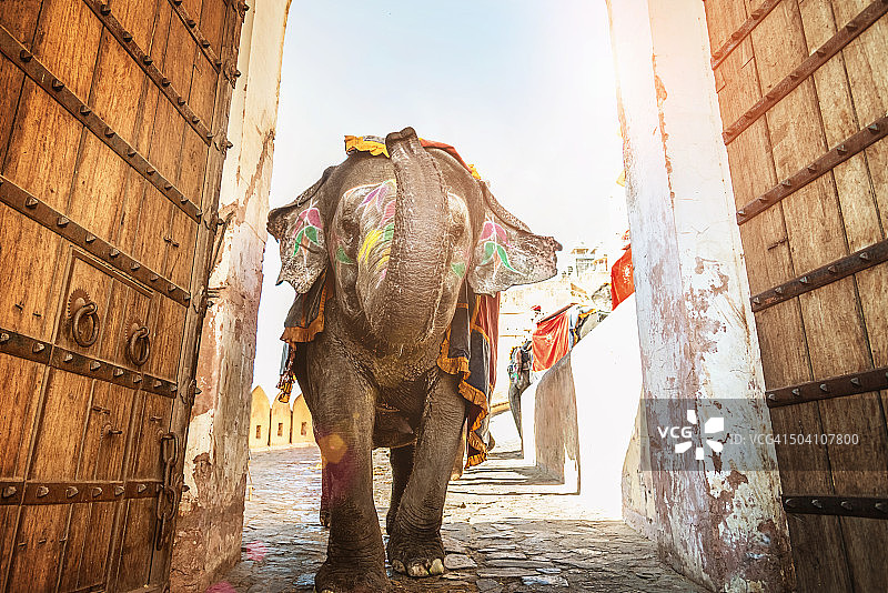 印度象走过斋浦尔琥珀宫入口图片素材