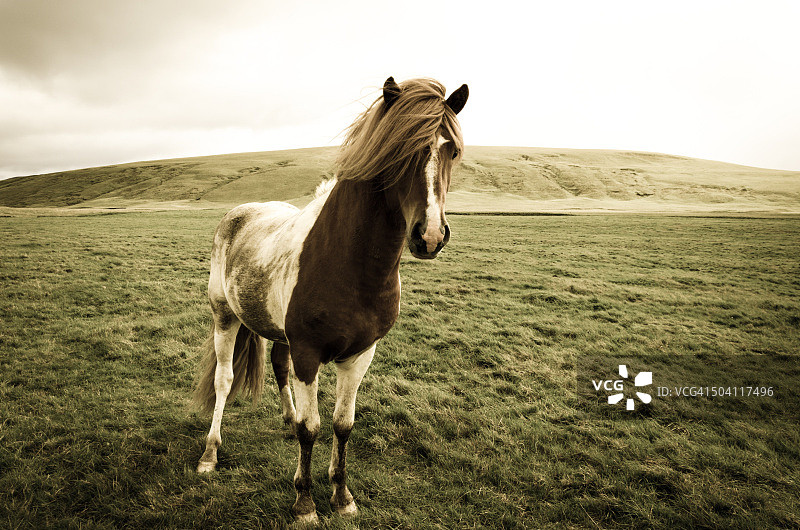 冰岛马图片素材