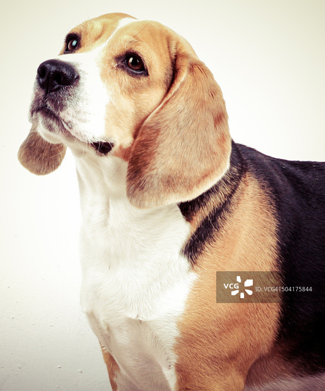 小猎犬的狗图片素材