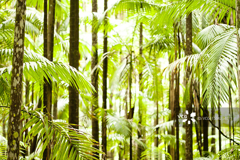 邦加洛棕榈树林图片素材