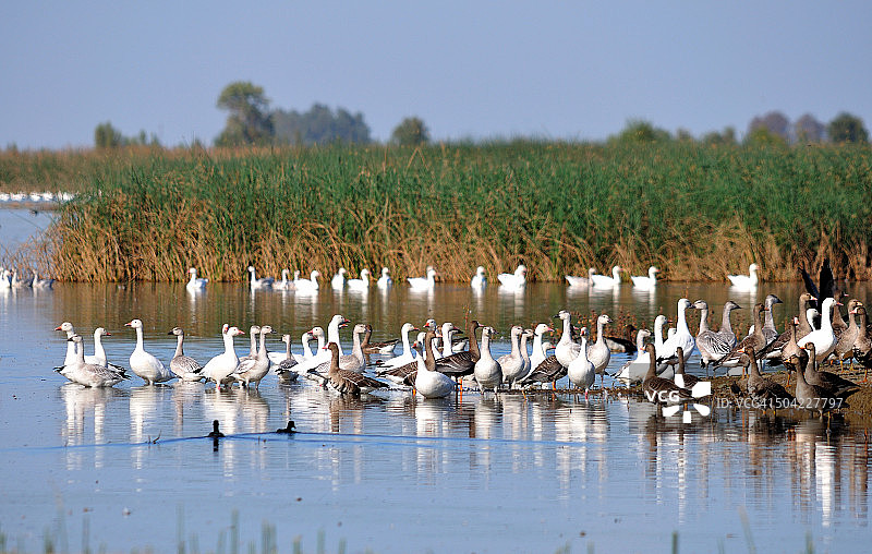 野生动物保护区中的冬季迁徙鹅群图片素材