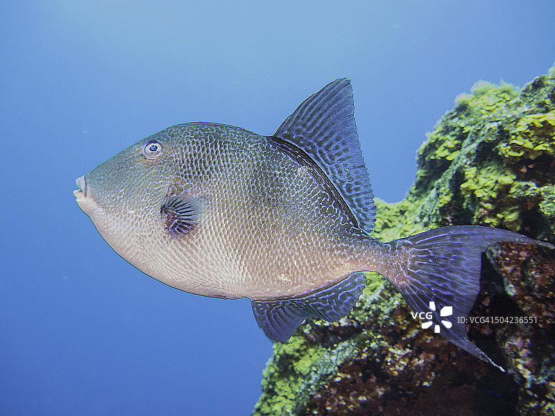 灰色的扳机鱼图片素材
