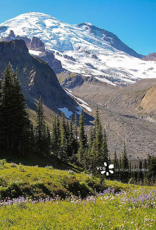 从夏日乐园眺望雷尼尔山图片素材