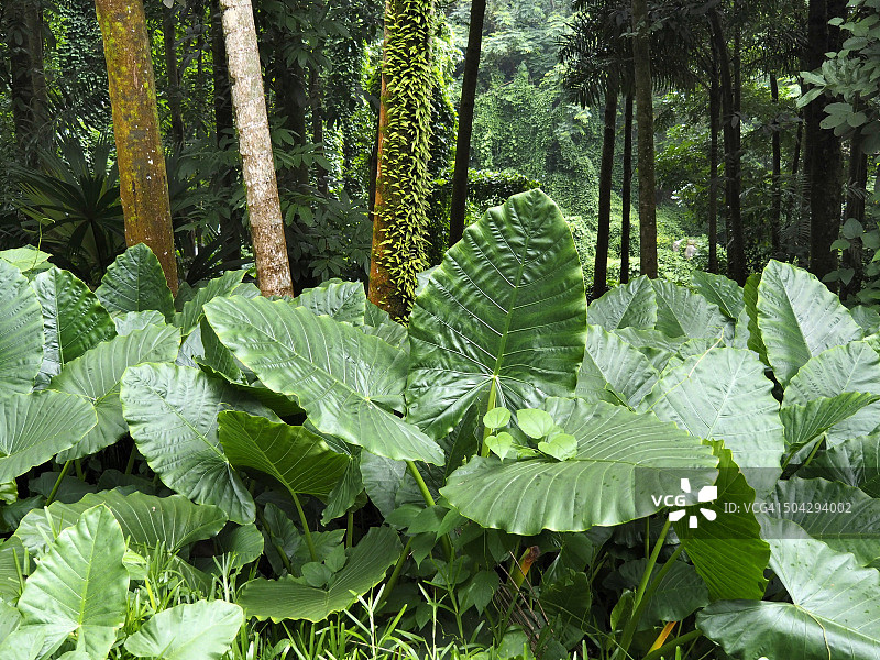 塞舌尔马埃岛热带雨林中的茂盛树叶图片素材