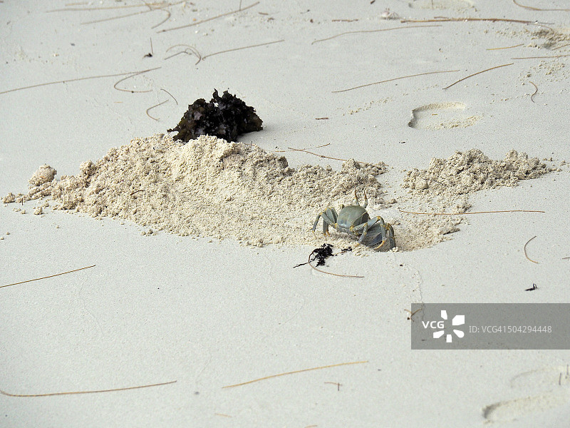 椰子蟹在沙中挖掘巢穴图片素材