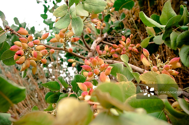 开心果树图片素材