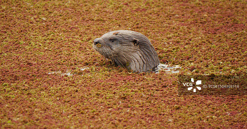 水獭肖像图片素材