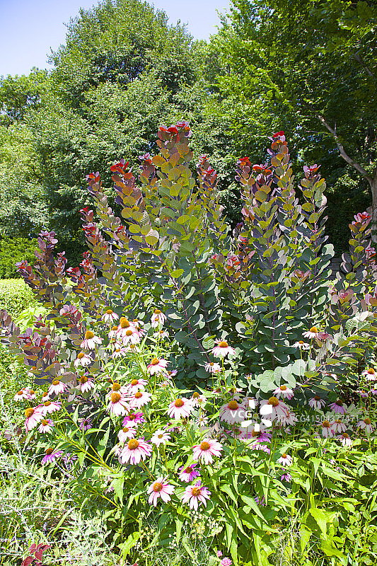 绿叶中粉紫色花卉和灌木图片素材