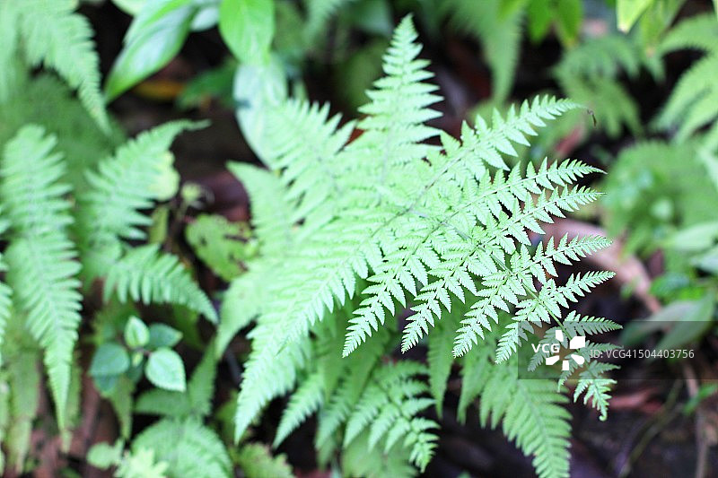 蕨类植物图片素材