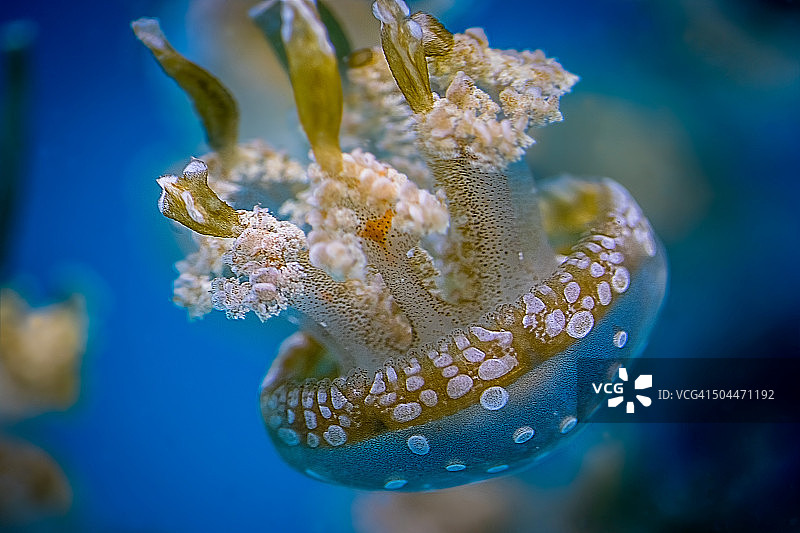 波点水母图片素材