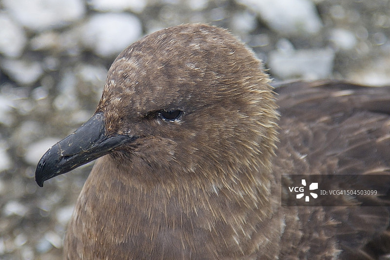 南极贼鸥图片素材