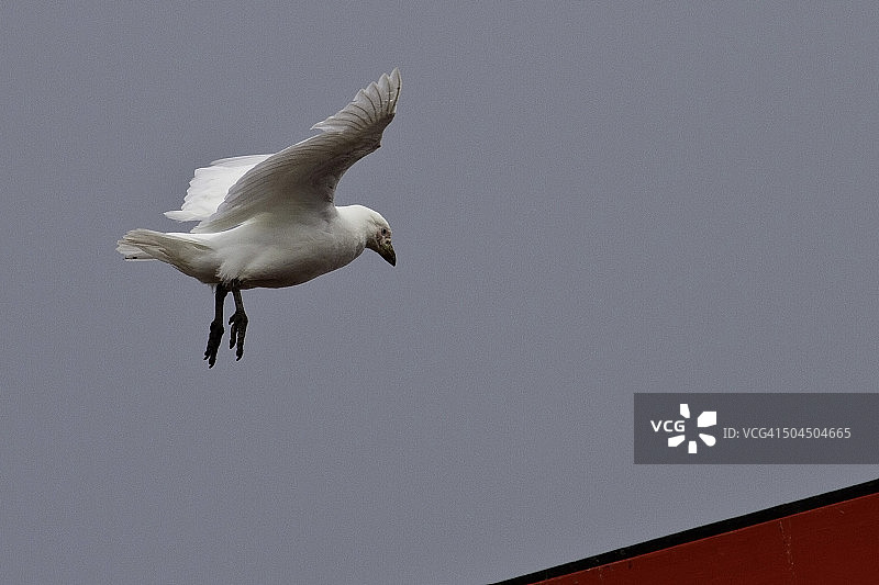 鞘嘴鸥在洛克罗伊港降落图片素材