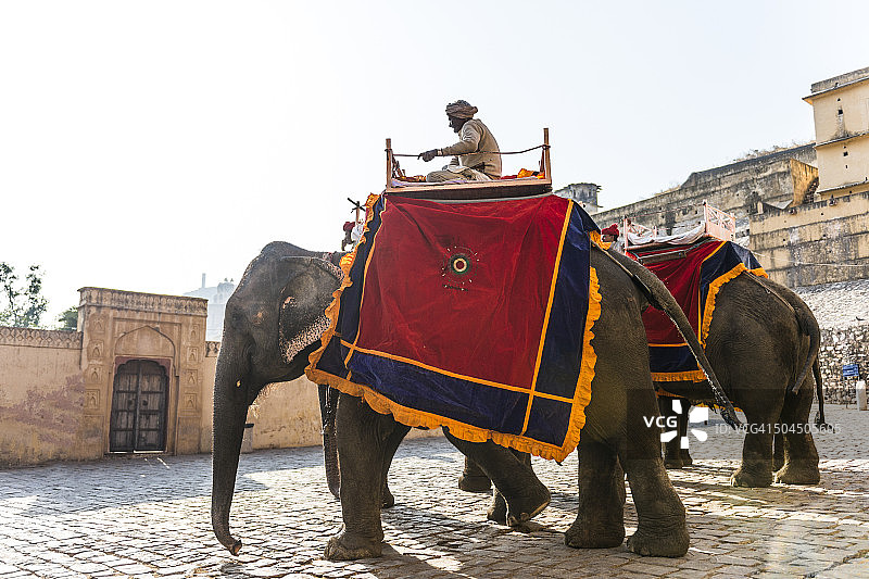 印度斋浦尔琥珀堡的大象图片素材