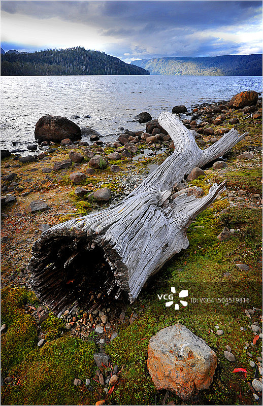 塔斯马尼亚中央高地国家公园圣克莱尔湖的海岸线图片素材