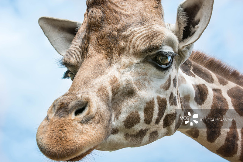 长颈鹿特写图片素材