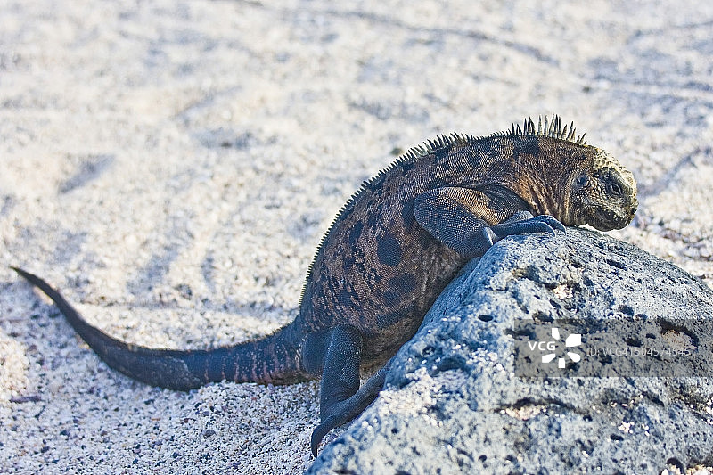 海鬣蜥图片素材