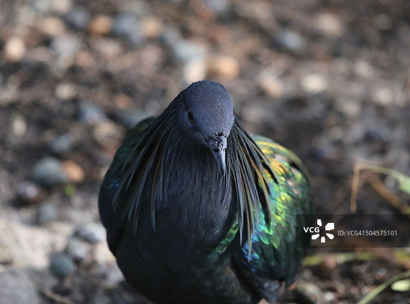 尼科巴鸠图片素材