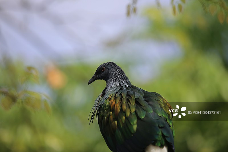 尼科巴鸠图片素材