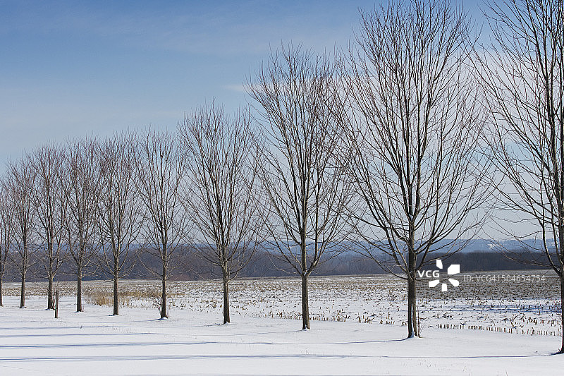 一排冬季树木图片素材