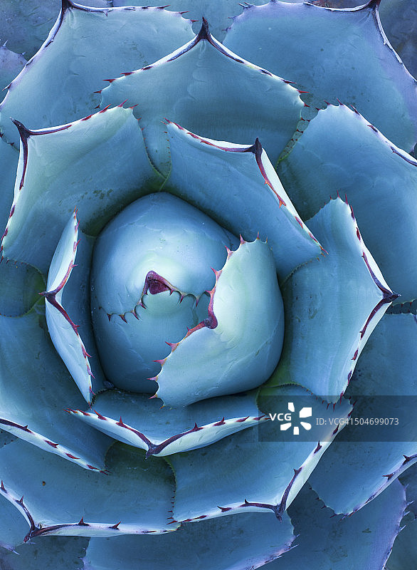 多汁的帕里龙舌兰图片素材